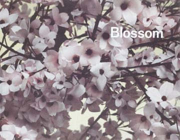 Blossom  Thomas Demand 