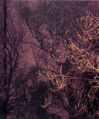 The Forest, Paul Seawright