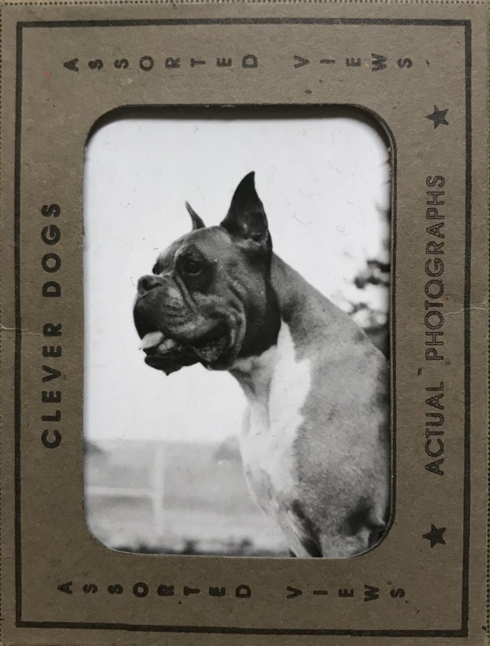 Clever Dogs: Actual Photographs, April Gertler and Brian Janusiak